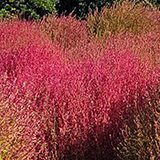 紅葉したコキアの写真